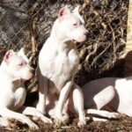 Argentinsk Dogge