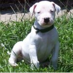 Argentinsk Dogge