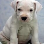 Argentinsk Dogge