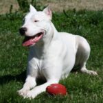 Argentinsk Dogge