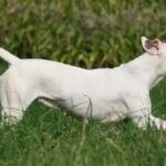 Argentinsk Dogge