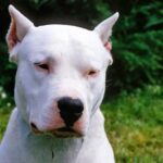 Argentinsk Dogge