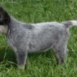Australian Cattledog valp. Bare noen uker gammel.