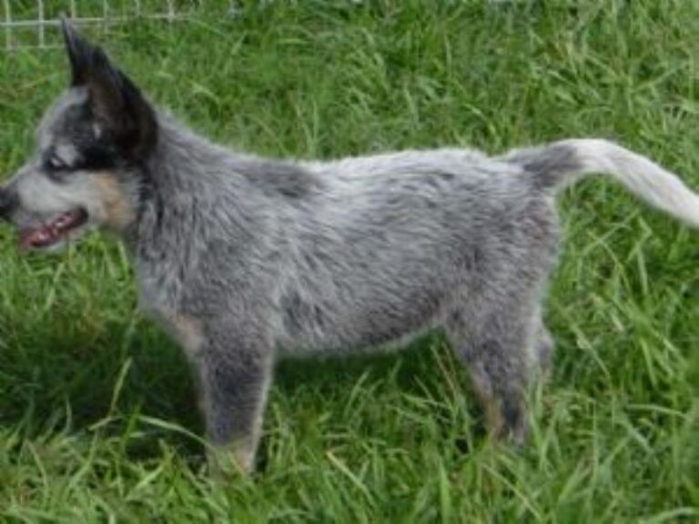 Australian Cattledog valp. Bare noen uker gammel.