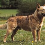 Australian Cattledog