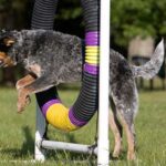Australian Cattledog