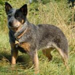 Australian Cattledog