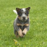 Australian Cattledog