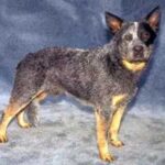 Vinnerbilde etter en utstilling av en Australian Cattledog