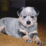 Australian Cattledog