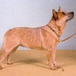Stående Australian Cattledog