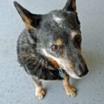 Portrettbilde av en Australian Cattledog
