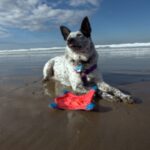 Australian Cattledog