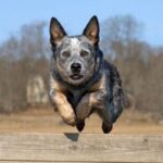 Australian Cattledog