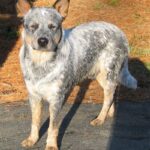 Fullvoksen Australian Cattledog