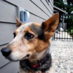 Portrett av en Australian Cattledog
