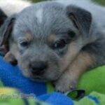 Liten Australian Cattledog valp
