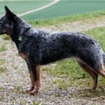 Stående Australian Cattledog