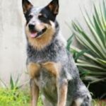 Australian Cattledog