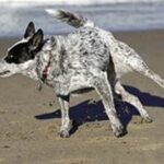 Australian Cattledog