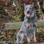 Australian Cattledog