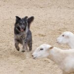 Australian Cattledog