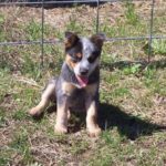 Australian Cattledog