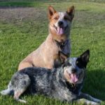 Australian Cattledog