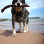 Australian Cattledog