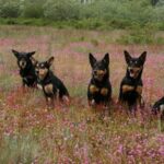 Australian Kelpie