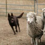 Australian Kelpie