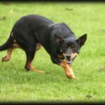 Australian Kelpie