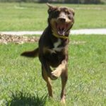 Australian Kelpie