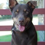 Portrett av en Australian Kelpie