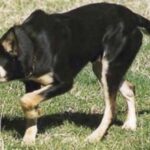 Australian Kelpie i stand