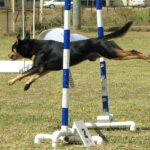 Australian Kelpie