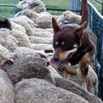 Australian Kelpie
