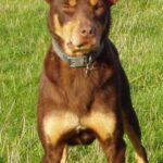 Australian Kelpie