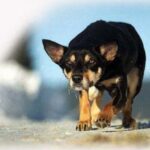 Australian Kelpie