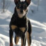 Australian Kelpie