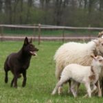 Australian Kelpie gjeter sauer