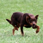 Australian Kelpie