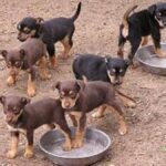 Australian Kelpie