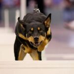Australian Kelpie