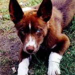 Australian Kelpie noen uker gammel