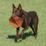 Australian Kelpie