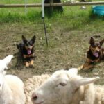 Australian Kelpie