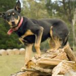 Australian Kelpie