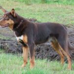 Australian Kelpie