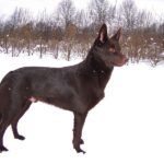Ung Kelpie